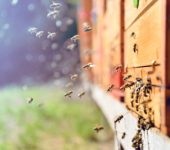 Kaip naudoti bičių avilio svarstykles?