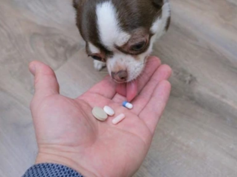 Šunims skirti vitaminai